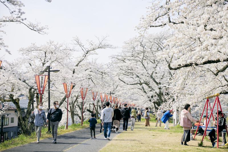 木次桜祭り