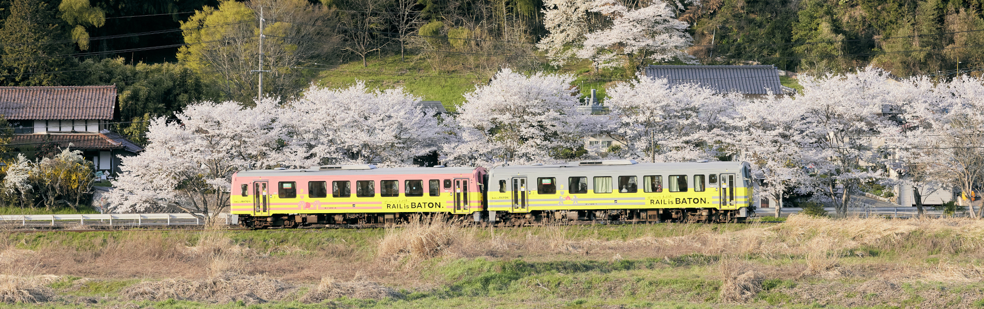 桜並木を走るJR木次線ラッピング電車