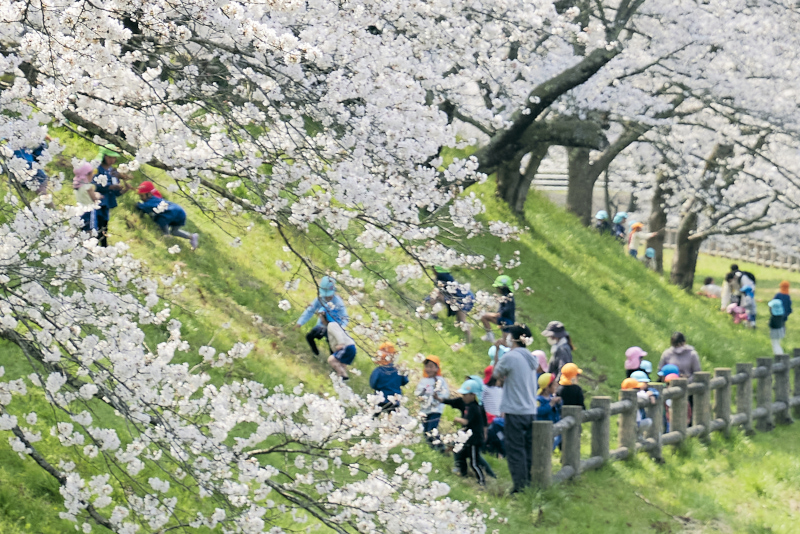 保育園の散歩の様子