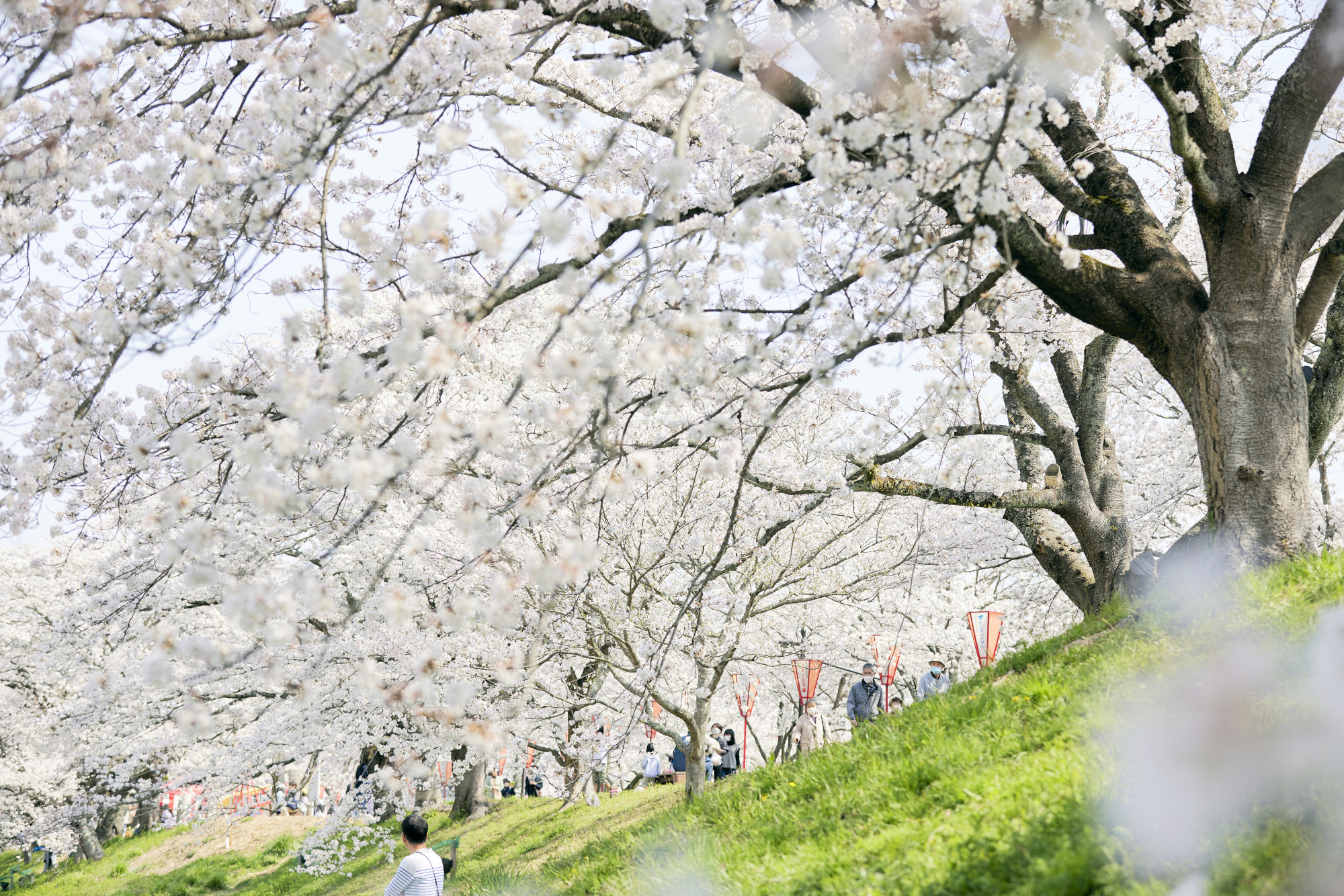 春の桜並木